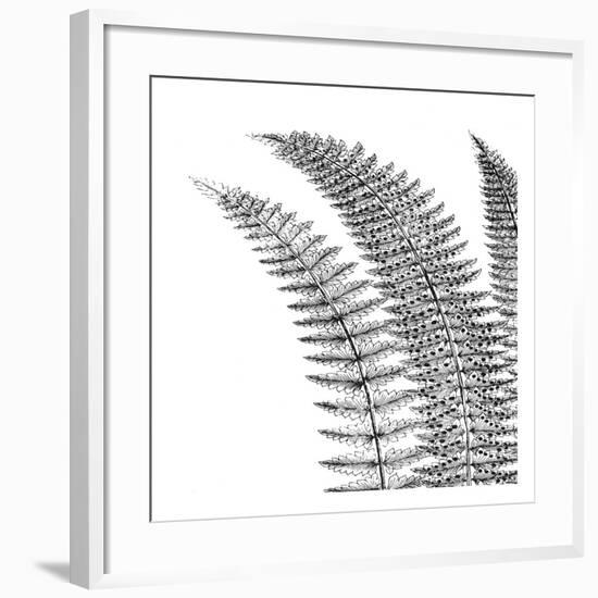 Fern I (on white)-Botanical Series-Framed Art Print