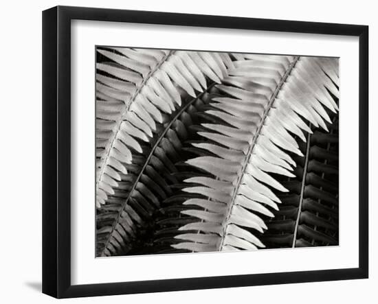 Fern I-Jim Christensen-Framed Photographic Print