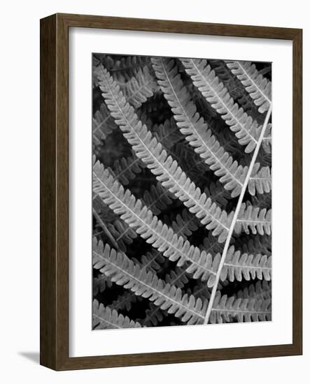 Fern I-Jim Christensen-Framed Photographic Print