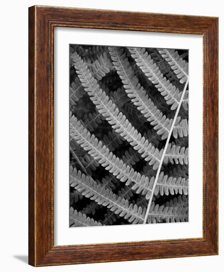 Fern I-Jim Christensen-Framed Photographic Print