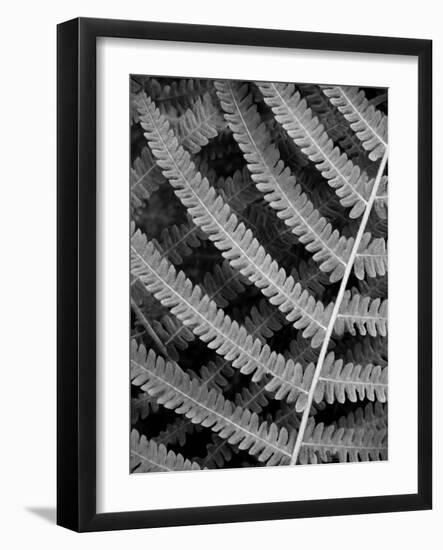 Fern I-Jim Christensen-Framed Photographic Print