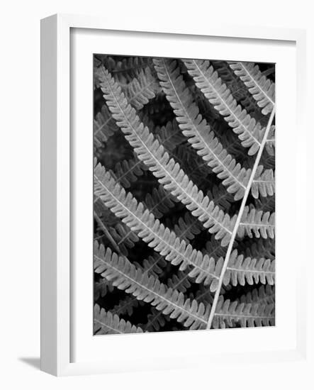 Fern I-Jim Christensen-Framed Photographic Print