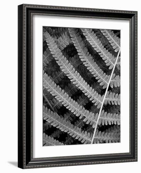 Fern I-Jim Christensen-Framed Photographic Print