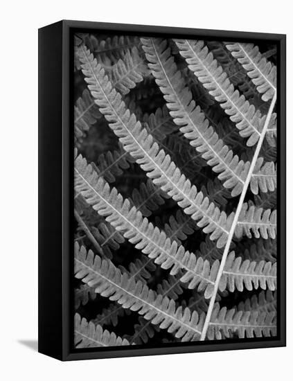 Fern I-Jim Christensen-Framed Premier Image Canvas