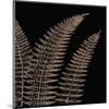 Fern II (on black)-Botanical Series-Mounted Giclee Print