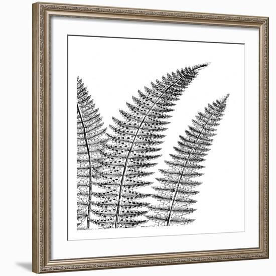 Fern II (on white)-Botanical Series-Framed Art Print