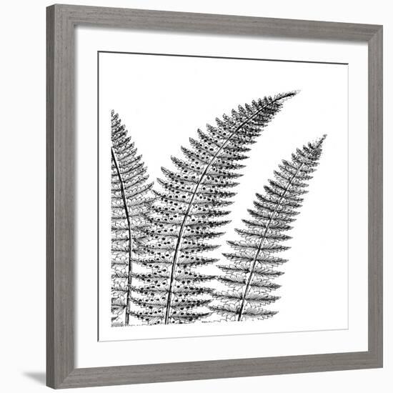 Fern II (on white)-Botanical Series-Framed Art Print