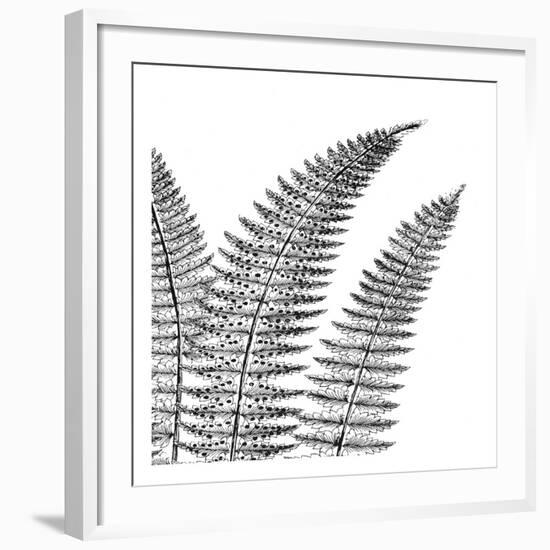 Fern II (on white)-Botanical Series-Framed Art Print