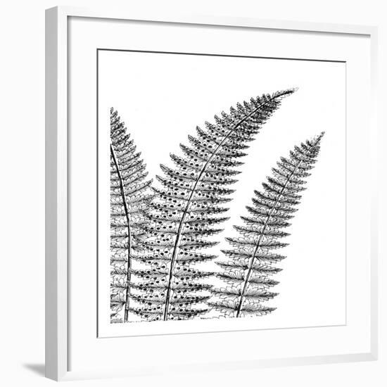 Fern II (on white)-Botanical Series-Framed Art Print
