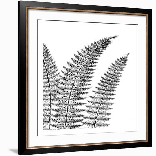 Fern II (on white)-Botanical Series-Framed Art Print