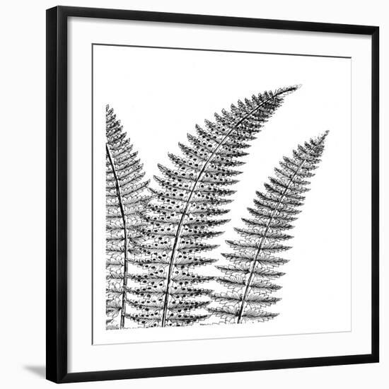 Fern II (on white)-Botanical Series-Framed Art Print