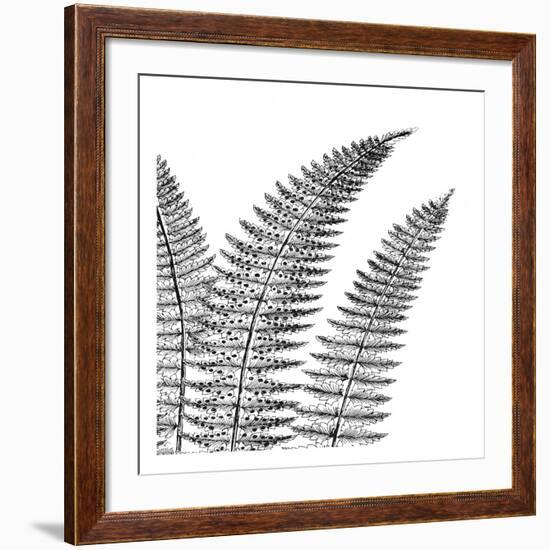 Fern II (on white)-Botanical Series-Framed Art Print