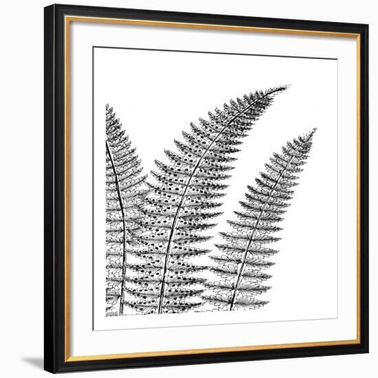 Fern II (on white)-Botanical Series-Framed Art Print