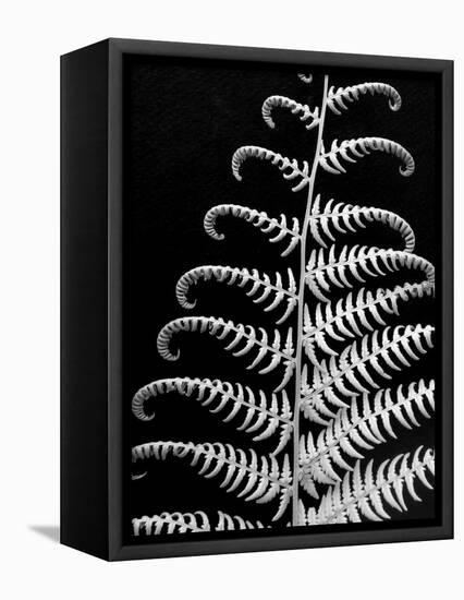 Fern II-Jim Christensen-Framed Premier Image Canvas