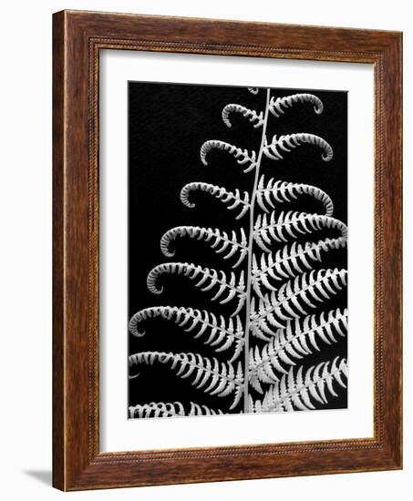 Fern II-Jim Christensen-Framed Photographic Print