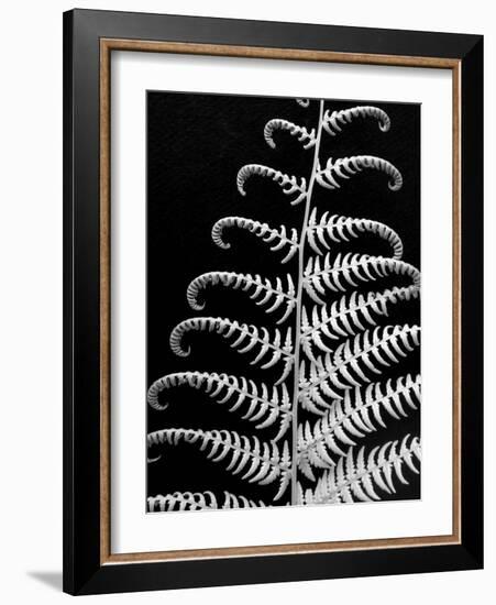 Fern II-Jim Christensen-Framed Photographic Print