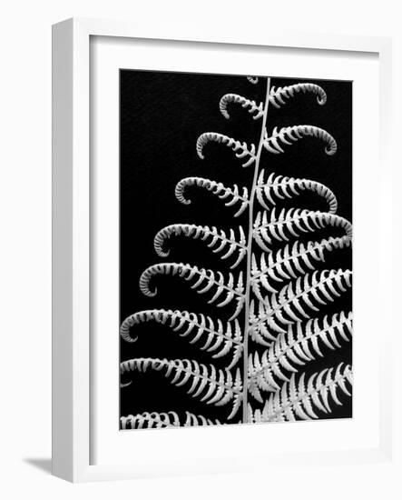 Fern II-Jim Christensen-Framed Photographic Print