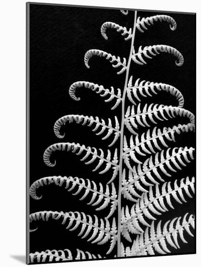 Fern II-Jim Christensen-Mounted Photographic Print