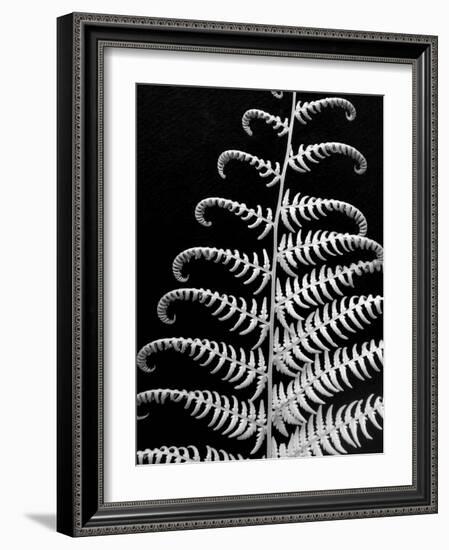 Fern II-Jim Christensen-Framed Photographic Print