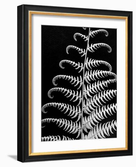 Fern II-Jim Christensen-Framed Photographic Print