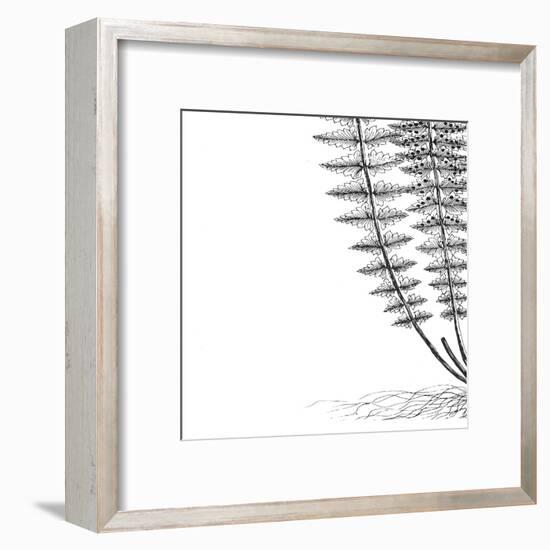 Fern III (on white)-Botanical Series-Framed Art Print