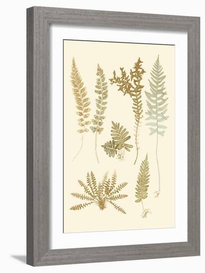 Fern Impressions I-Henry Bradbury-Framed Art Print