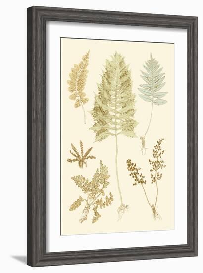 Fern Impressions II-Henry Bradbury-Framed Art Print