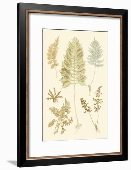 Fern Impressions II-Henry Bradbury-Framed Art Print