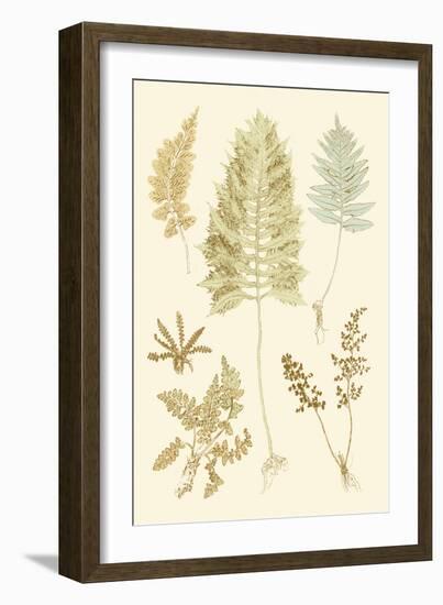 Fern Impressions II-Henry Bradbury-Framed Art Print