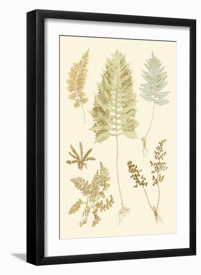 Fern Impressions II-Henry Bradbury-Framed Art Print