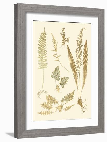 Fern Impressions III-Henry Bradbury-Framed Art Print