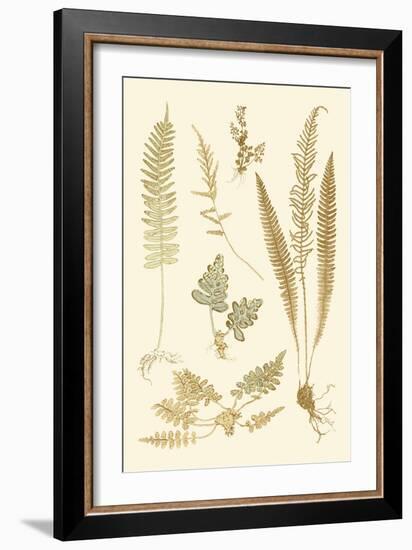 Fern Impressions III-Henry Bradbury-Framed Art Print