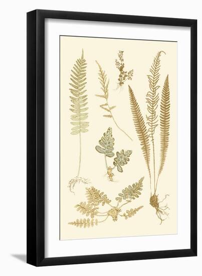 Fern Impressions III-Henry Bradbury-Framed Art Print