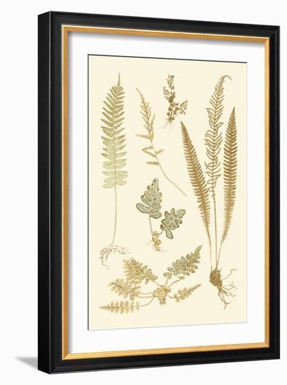 Fern Impressions III-Henry Bradbury-Framed Art Print