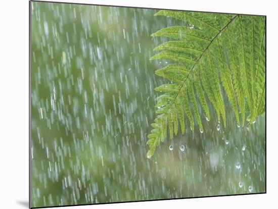 Fern in Rain-Don Paulson-Mounted Giclee Print