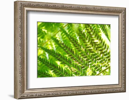 Fern in Sunlight, Close-Up, Dicksoniaceae, Dicksonia Squarrosa, New Zealand-Alexander Georgiadis-Framed Photographic Print