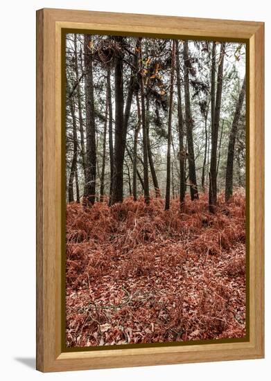 Fern in the autumn forest-By-Framed Premier Image Canvas