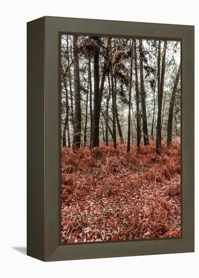 Fern in the autumn forest-By-Framed Premier Image Canvas