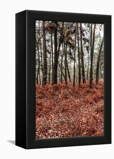 Fern in the autumn forest-By-Framed Premier Image Canvas