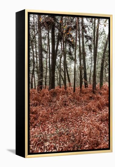 Fern in the autumn forest-By-Framed Premier Image Canvas