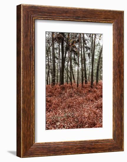 Fern in the autumn forest-By-Framed Photographic Print