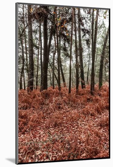 Fern in the autumn forest-By-Mounted Photographic Print