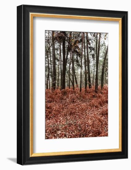 Fern in the autumn forest-By-Framed Photographic Print