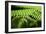 Fern, Indonesia, Southeast Asia-John Alexander-Framed Photographic Print