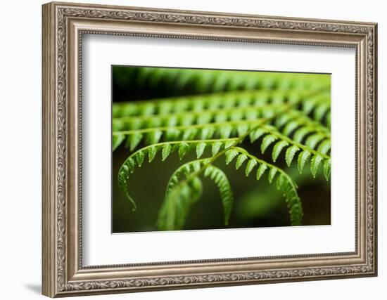 Fern, Indonesia, Southeast Asia-John Alexander-Framed Photographic Print