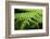 Fern, Indonesia, Southeast Asia-John Alexander-Framed Photographic Print