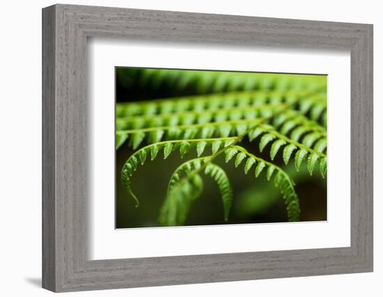 Fern, Indonesia, Southeast Asia-John Alexander-Framed Photographic Print