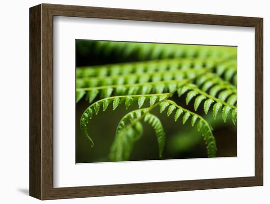 Fern, Indonesia, Southeast Asia-John Alexander-Framed Photographic Print