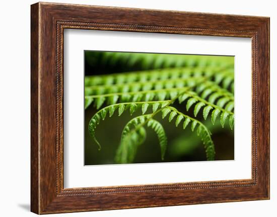 Fern, Indonesia, Southeast Asia-John Alexander-Framed Photographic Print