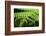 Fern, Indonesia, Southeast Asia-John Alexander-Framed Photographic Print